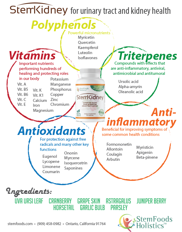 StemKidney flyer