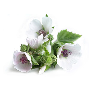Organic Marshmallow Root