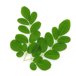 Extracto de hoja de Moringa _(Oleifera)_