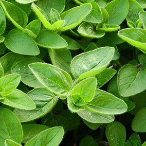 Oregano – USDA Certified Organic