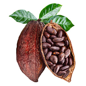 Cacao Crudo Orgánico _(Theobroma cacao)_ frijol en polvo